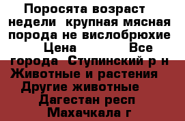 Поросята возраст 4 недели, крупная мясная порода(не вислобрюхие ) › Цена ­ 4 000 - Все города, Ступинский р-н Животные и растения » Другие животные   . Дагестан респ.,Махачкала г.